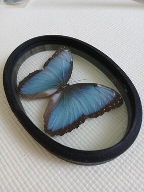 Real Blue Morpho Butterfly Framed, oval, glass, 7.5x5, Decor, Mint, Rare